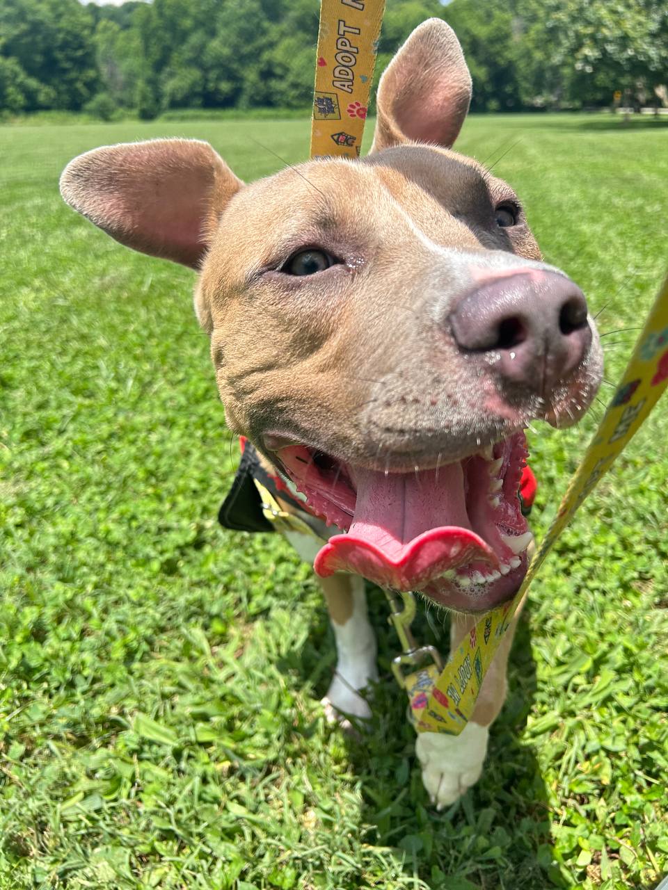 Shelter volunteer on a field trip with an adoptable dog in the woods